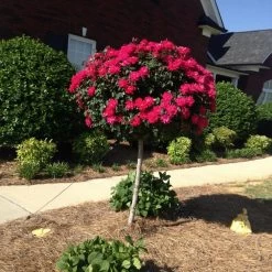 Knock Out® Rose Tree 13 Knock Out® Rose Tree -Garden-Plants Knockout Rose Tree Red FGT