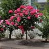 Knock Out® Rose Tree