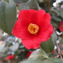 Korean Fire Camellia Shrub -Garden-Plants Korean Fire Camellia 3