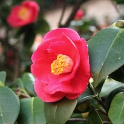 Korean Fire Camellia Shrub -Garden-Plants Korean Fire Camellia 5 FGT