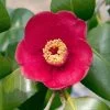 Korean Fire Camellia Shrub -Garden-Plants Korean Fire Camellia FGT 600x600 a9e192f0 5d14 41bb 81e0 69b14654d63e
