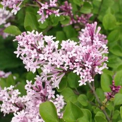 Dwarf Korean Lilac Shrub -Garden-Plants Korean Lilac 2