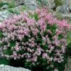 Dwarf Korean Lilac Shrub -Garden-Plants Korean Lilac FGT 600x600 8cfa1410 4cb3 4a6e 99ec b2066384e7da