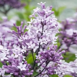 Dwarf Korean Lilac Tree -Garden-Plants Korean Lilac Tree 2 BB