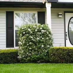 Korean Spice Viburnum Shrub -Garden-Plants Korean Spice Viburnum 1