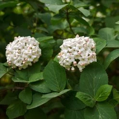 Korean Spice Viburnum Shrub -Garden-Plants Korean Spice Viburnum 3