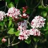 Korean Spice Viburnum Shrub -Garden-Plants Korean Spice Viburnum 600x600 bf51b000 59e7 42b2 805e ab2fc59182f2
