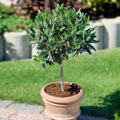 Koroneiki Greek Olive Tree - USDA Organic -Garden-Plants Koroneiki Olive 3 31e3ee23 25de 4799 af8c 810231e5263d