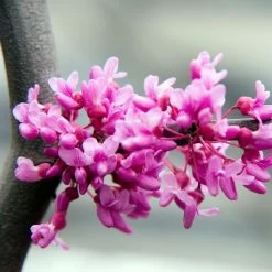 Lavender Twist® Weeping Redbud Tree -Garden-Plants LAVENDER TWIST THUMB 6e0b03e6 c145 40fa 9261 d759a9ab9546