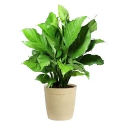 Peace Lily Plant -Garden-Plants LIL PEA.10 Beige Delilah