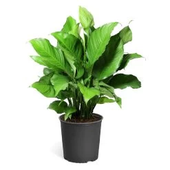 Peace Lily Plant -Garden-Plants LIL PEA.10 standard pot 421927a6 487e 4f52 aef6 f750e8649b2b