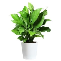 Peace Lily Plant -Garden-Plants LIL PEA.10 white Delilah