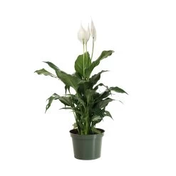 Peace Lily Plant -Garden-Plants LIL PEA.6