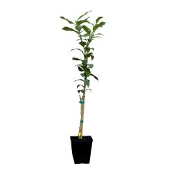 Key Lime Tree 17 Key Lime Tree -Garden-Plants LIM KEY 12 QT
