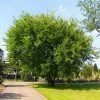 Lacebark Chinese Elm Tree 1 Lacebark Chinese Elm Tree -Garden-Plants Lacebark Chinese Elm FGT 600x600 23997011 0eae 492c 9c12 caf0ac94cf44