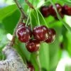 Cherry Pollinator Pack -Garden-Plants Lapins Cherry Tree BB 600x600 14d644b0 a96f 42f7 881b d9835ccbefab