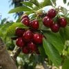 Lapins Cherry Tree -Garden-Plants Lapins Cherry Tree FGT 600x600 0220b9db e1f1 4a63 bdc5 243c6c0fbfb6