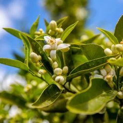 Lane Late Navel Orange -Garden-Plants Late Lane Orange 1