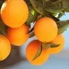 Lane Late Navel Orange -Garden-Plants Late Lane Orange FGT 600x600 c4f236f7 c645 4f93 8660 8105f35ecf3a