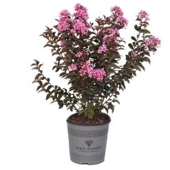 Black Diamond® Lavender Lace™ Crape Myrtle Tree -Garden-Plants Lavender Lace Crape Myrtle 2
