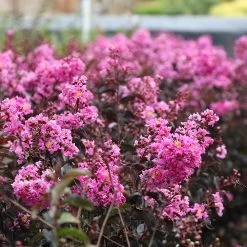 Black Diamond® Lavender Lace™ Crape Myrtle Tree -Garden-Plants Lavender Lace Crape Myrtle 3
