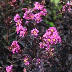 Black Diamond® Lavender Lace™ Crape Myrtle Tree -Garden-Plants Lavender Lace Crape Myrtle 4