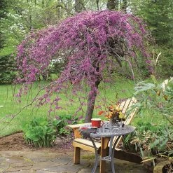 Lavender Twist® Weeping Redbud Tree -Garden-Plants Lavender Twist Redbud 1