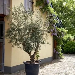 Lecciana Olive Tree -Garden-Plants Lecciana Olive Tree 2