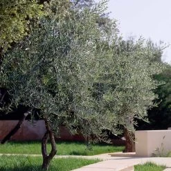 Lecciana Olive Tree -Garden-Plants Lecciana Olive Tree 3