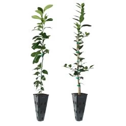 Meyer Lemon + Key Lime Tree Pack -Garden-Plants Lemon and LimeTrees 91ce8611 fcee 4431 8480 d36e7e121b7e