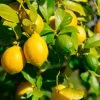 Lemon-Lime Citrus Tree -Garden-Plants Lemon Lime Tree 600x600 616fe761 01f2 42d7 99a0 86043adb6fb6