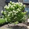 Limelight Hydrangea Tree -Garden-Plants Limelight Hydrangea Tree FGT 600x600 e0352a94 f738 4470 b7a5 056d2defa892