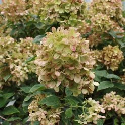 Limelight Hydrangea Shrub 14 Limelight Hydrangea Shrub -Garden-Plants Limelight Hydrangea 3 FGT