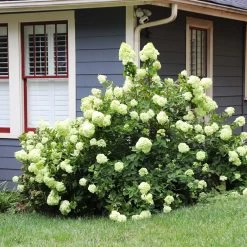 Limelight Hydrangea Shrub 13 Limelight Hydrangea Shrub -Garden-Plants Limelight Hydrangea 4 FGT