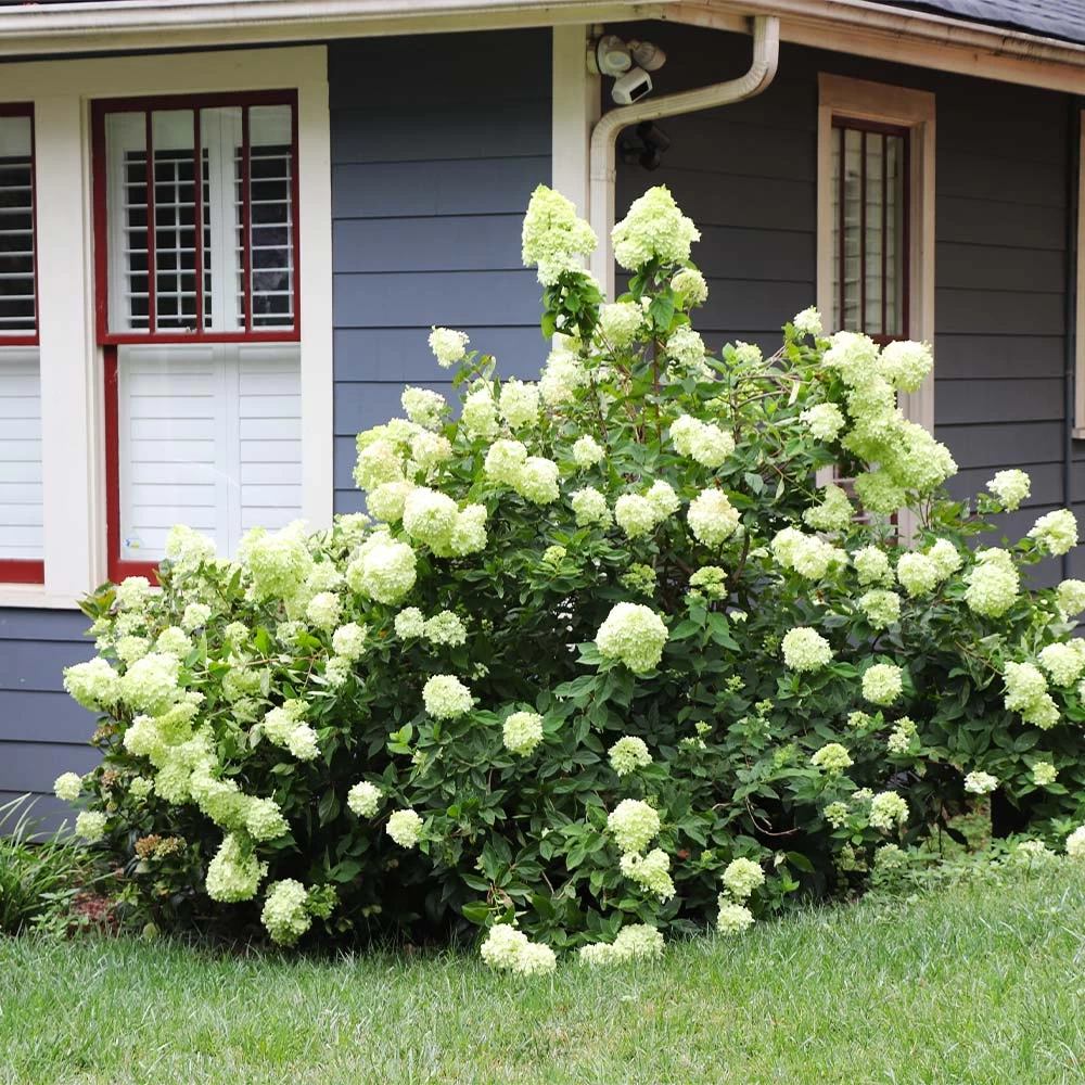 Limelight Hydrangea Shrub 7 Limelight Hydrangea Shrub - Image 5