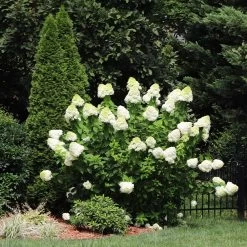 Limelight Hydrangea Shrub 12 Limelight Hydrangea Shrub -Garden-Plants Limelight Hydrangea 5 FGT