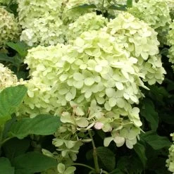 Limelight Hydrangea Tree -Garden-Plants Limelight Hydrangea Tree 4 FGT