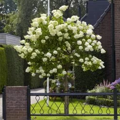 Limelight Hydrangea Tree -Garden-Plants Limelight Hydrangea Tree 6 FGT