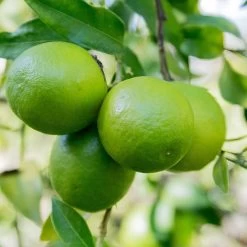 Limequat Citrus Tree -Garden-Plants Limequat 1 FGT