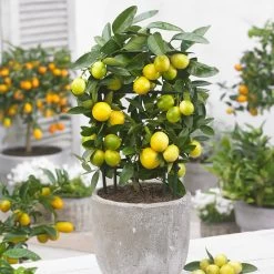 Limequat Citrus Tree -Garden-Plants Limequat 3 FGT