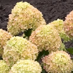 Little Lime® Hydrangea Shrub -Garden-Plants Little Lime Hydrangea 2 FGT