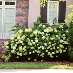 Little Lime® Hydrangea Shrub -Garden-Plants Little Lime Hydrangea 5 FGT