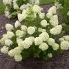 Little Lime® Hydrangea Shrub 2 Little Lime® Hydrangea Shrub -Garden-Plants Little Lime Hydrangea FGT 600x600 150b7ad3 a003 4a12 a633 4233f3f7f0de