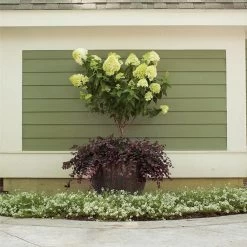 Front Page -Garden-Plants Little Lime Hydrangea Tree FGT