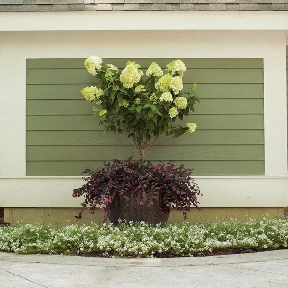 Little Lime® Hydrangea Tree 4 Little Lime® Hydrangea Tree - Image 2