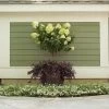 Little Lime® Hydrangea Tree -Garden-Plants Little Lime Hydrangea Tree FGT 600x600 8abf1497 fc93 48ff aa3f 18b14e3783a1