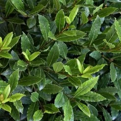 Little Ragu® Sweet Bay Shrub -Garden-Plants Little Ragu Sweet Bay 2