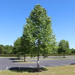 Tulip Poplar 'Little Volunteer' -Garden-Plants Little Volunteer Poplar 1