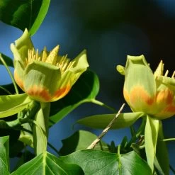 Tulip Poplar 'Little Volunteer' -Garden-Plants Little Volunteer Poplar 2