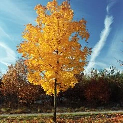 Tulip Poplar 'Little Volunteer' -Garden-Plants Little Volunteer Poplar 3